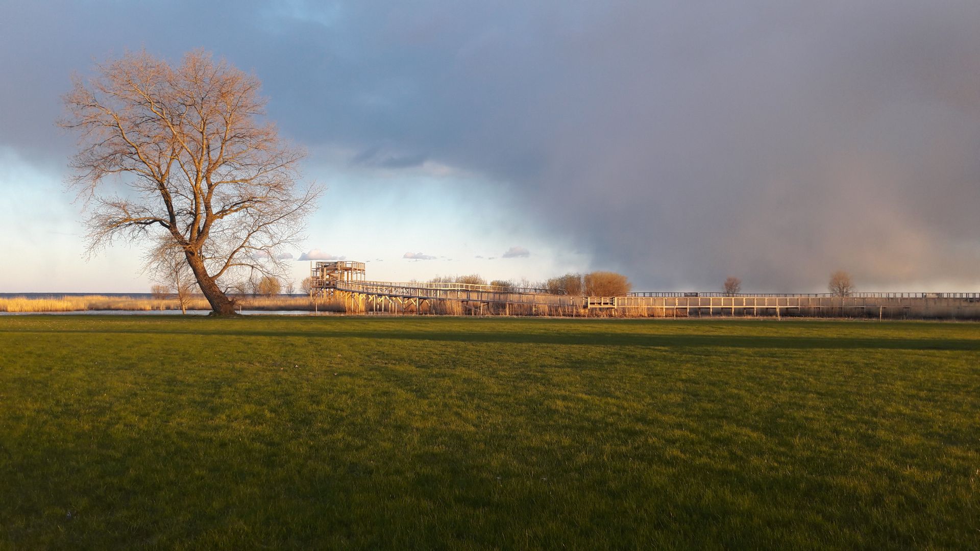 wooden walkway near beach